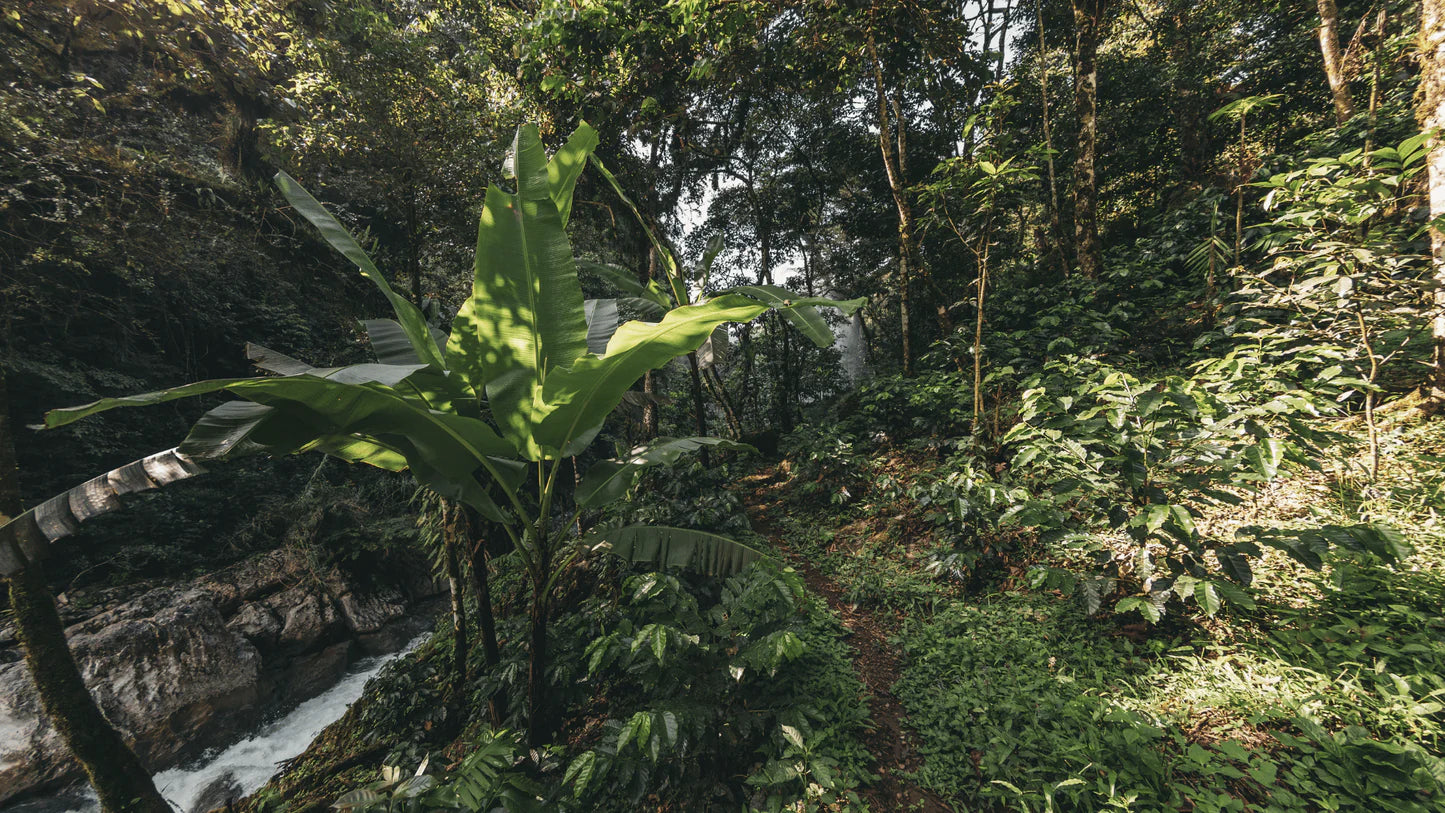 Zongolica, Veracruz