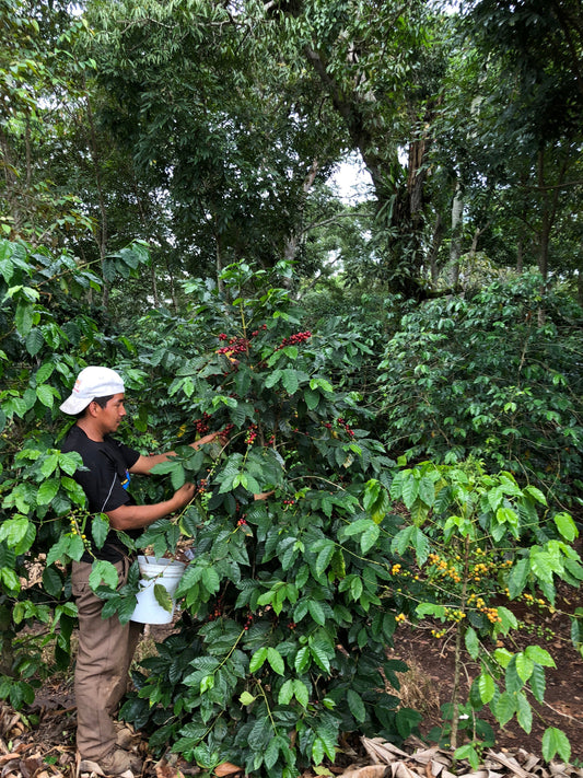 ¿PORQUÉ SUBE EL PRECIO DEL CAFÉ?