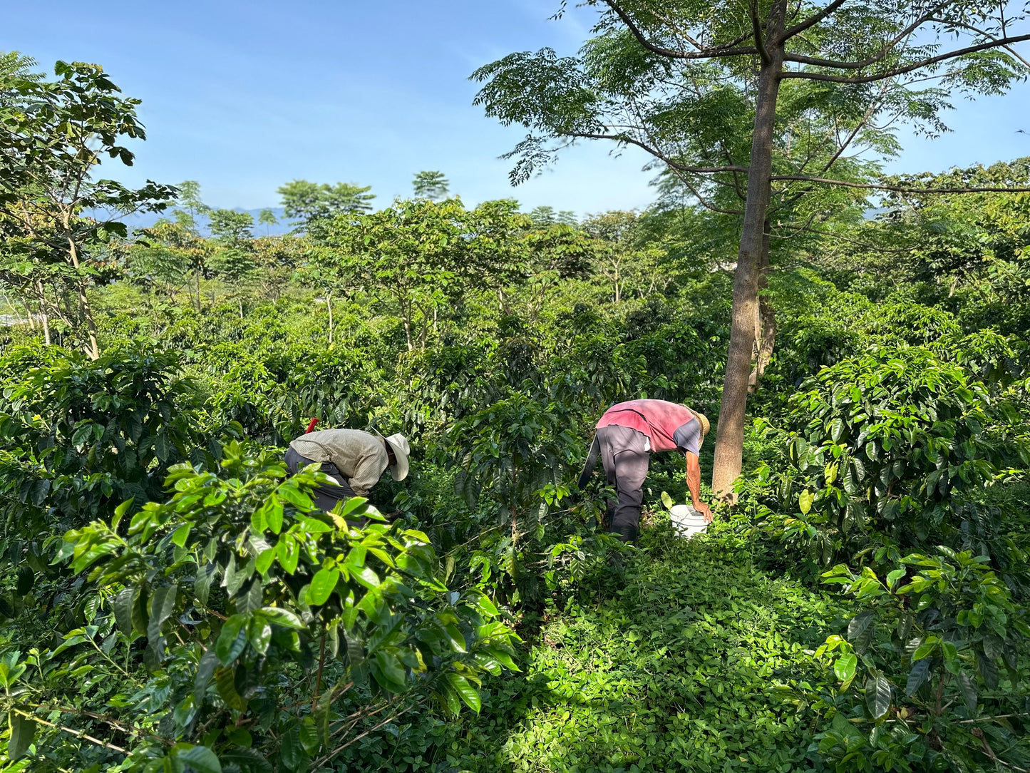 Tlacuilotepec, Puebla