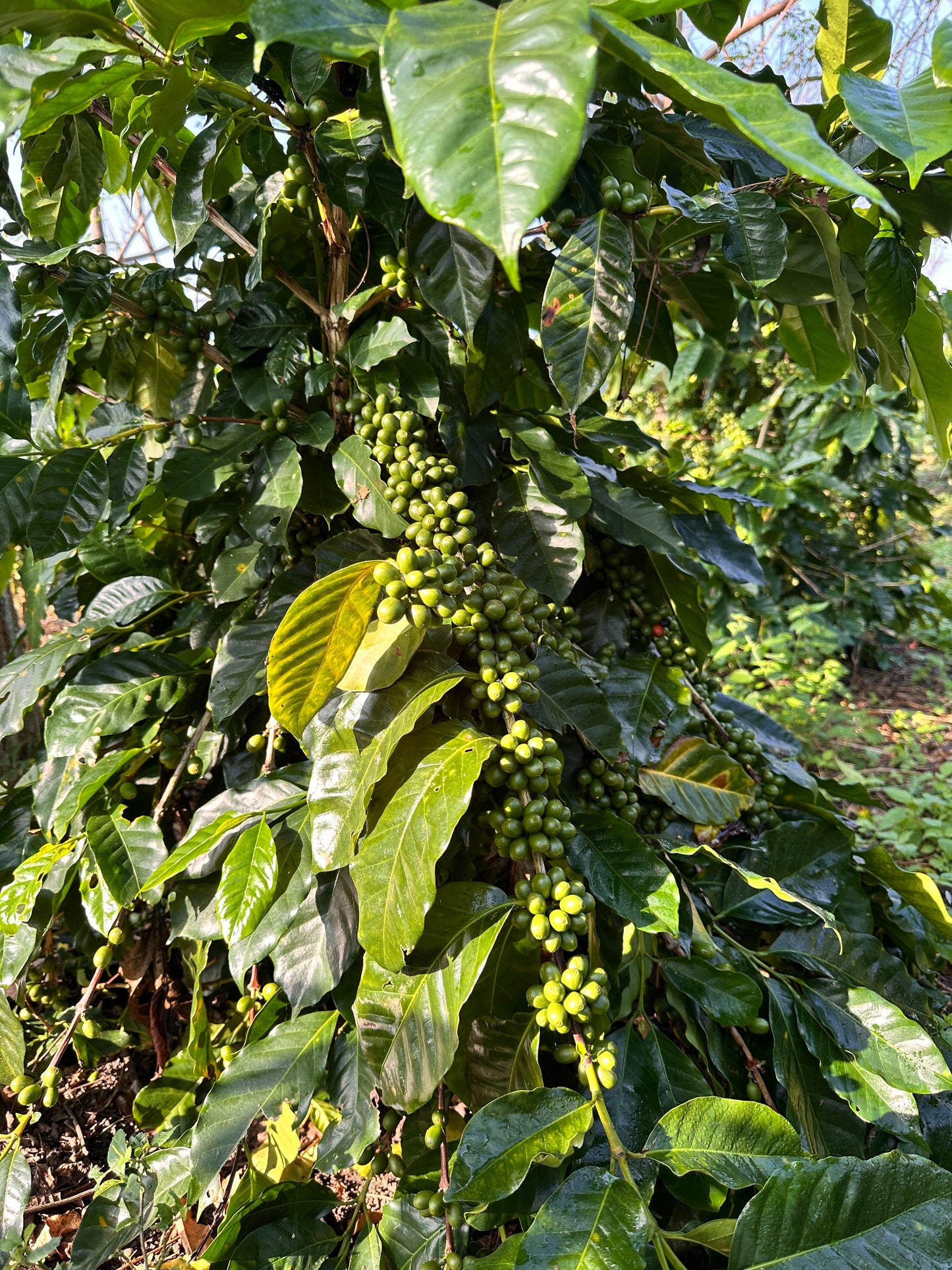 Tlacuilotepec, Puebla