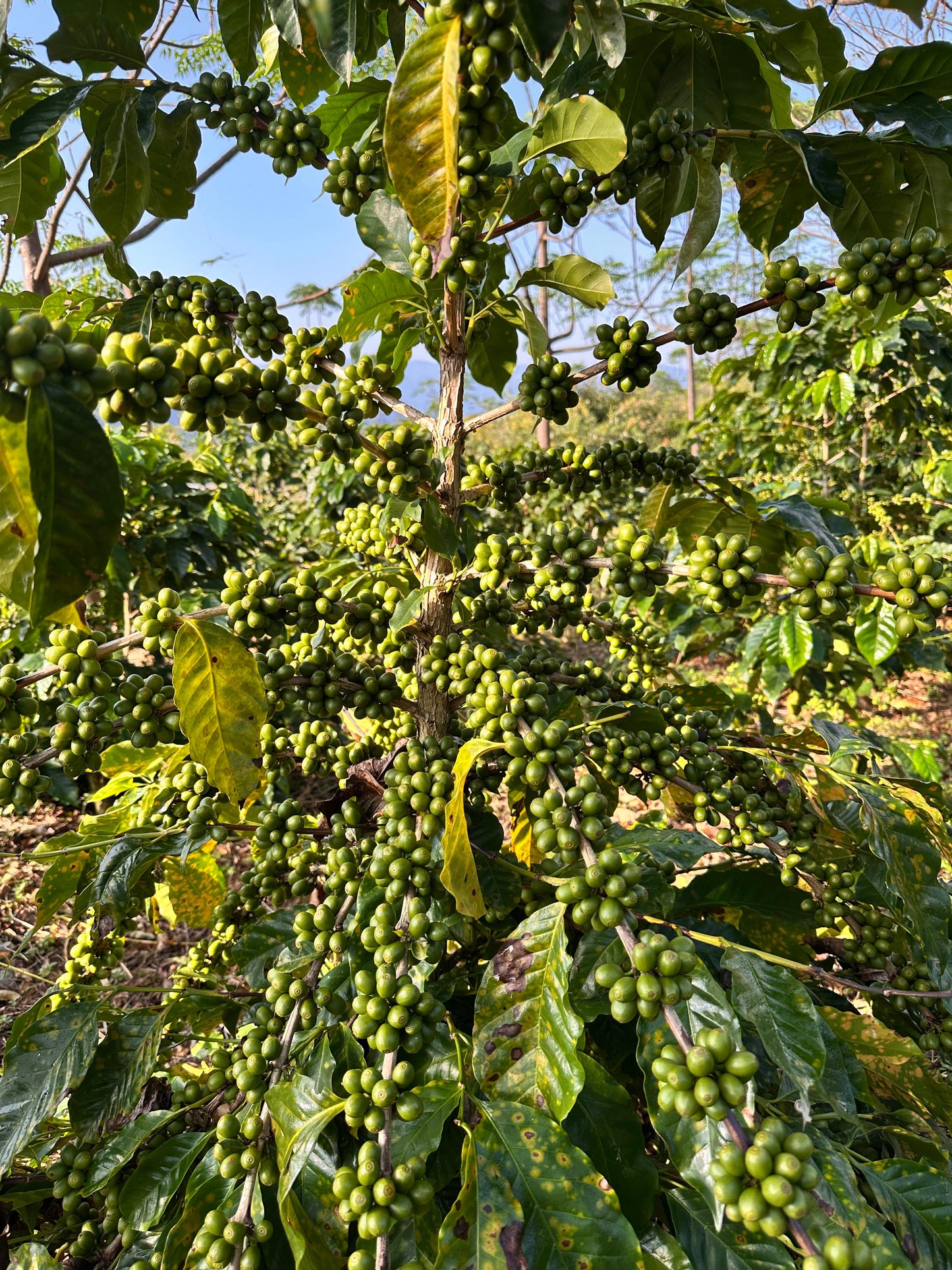 Tlacuilotepec, Puebla